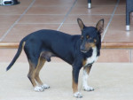 falco 20101111 1774682205