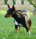 falco 20101111 1961286435
