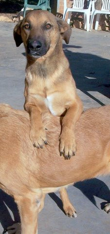 cocovet 2 20120317 2060446274