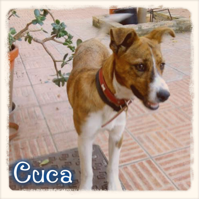 cuca 1 20160918 1883779755