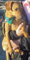 dackelchen 20110304 1299079760