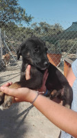 daisy ii 1 20160725 1866921425