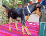 dieno 20101111 1287417217