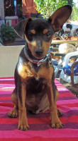 dieno 20101111 1444890343