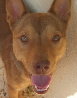 divo 20101115 1416833366