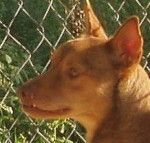 divo 20101115 1908357367