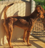divo 20101115 1941244474