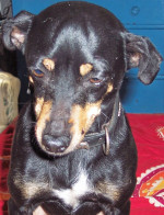 chillie 20101215 1021868843