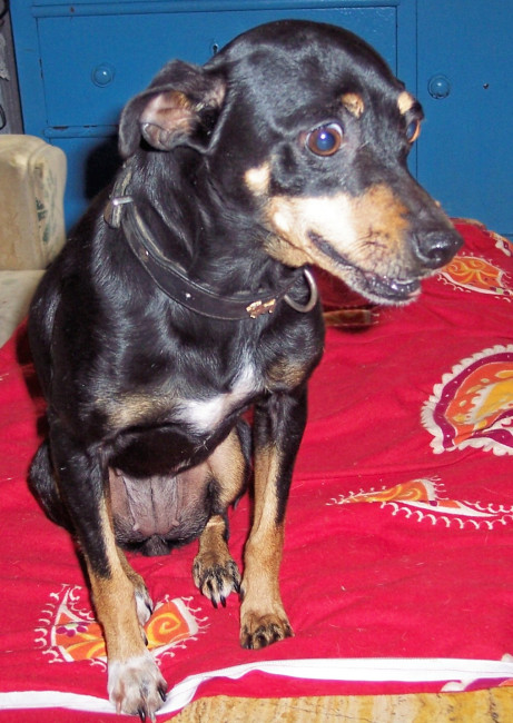 chillie 20101215 1454178470