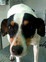 Estrela
