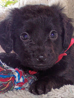 Felipe