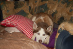 boris 2 20130117 1854701373