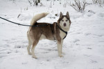 boris 3 20130115 1716199206