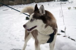 boris 4 20130115 1357648545