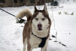 boris 5 20130115 1884067202