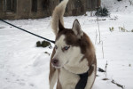boris 6 20130115 1193732130