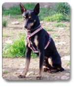 bruti 20101215 1726976473