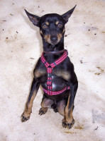 bruti 20110111 1562981059