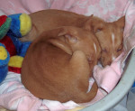 bennito 20101121 1541216761