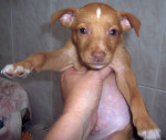 bennito 20101121 1753874672
