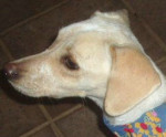 berla 20101111 1481422368