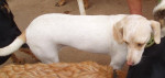 berla 20101111 1980796872