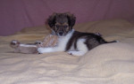 bibi 20110201 1398773395