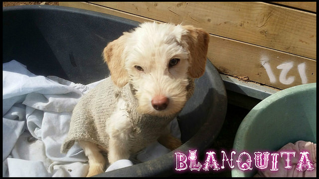 blanquita 1 20160225 2057143954