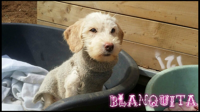 blanquita 2 20160225 1544437120