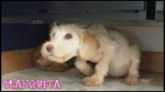 blanquita 4 20160225 2043936867