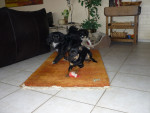 amando 2 20120221 1366196188