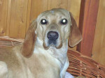 amigo 20101111 1500295746