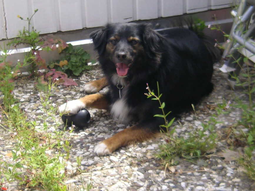 Winnie Puh Winnie Puh