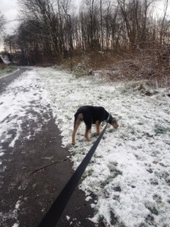 pelocho 2 20160119 1880303237 pelocho 2 20160119 1880303237