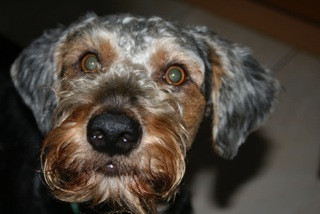 pelocho 3 20160119 1350556277 pelocho 3 20160119 1350556277