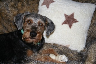 pelocho 4 20160119 2075203020 pelocho 4 20160119 2075203020