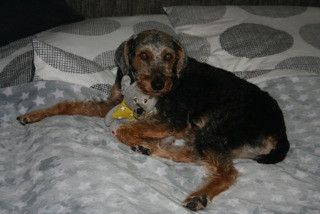 pelocho 5 20160119 1415108542 pelocho 5 20160119 1415108542