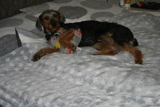 pelocho 6 20160119 1560882054 pelocho 6 20160119 1560882054