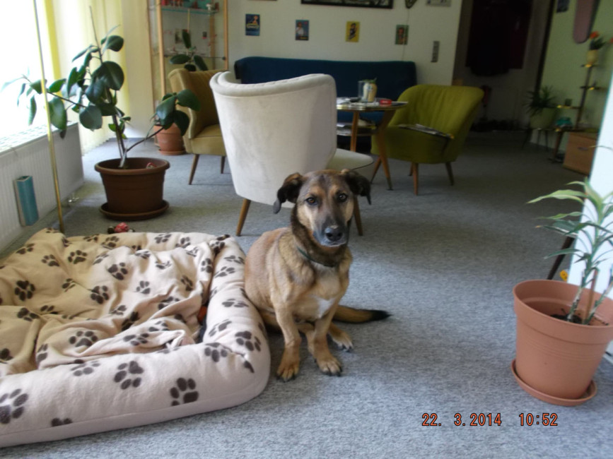cocovet 1 20140323 1042892316