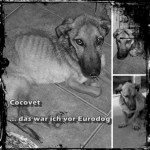 cocovet 1 20150106 1779615348 cocovet 1 20150106 1779615348