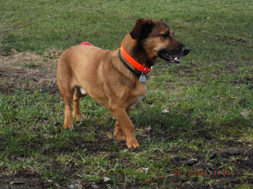 cocovet 2 20140323 1690802777 cocovet 2 20140323 1690802777