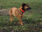 cocovet 2 20140323 1690802777 cocovet 2 20140323 1690802777