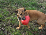 cocovet 3 20140323 1193816621 cocovet 3 20140323 1193816621