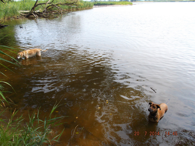 cocovet 3 20150106 1995762112 cocovet 3 20150106 1995762112