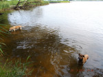 cocovet 3 20150106 1995762112 cocovet 3 20150106 1995762112