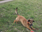 cocovet 4 20140323 2089116895 cocovet 4 20140323 2089116895