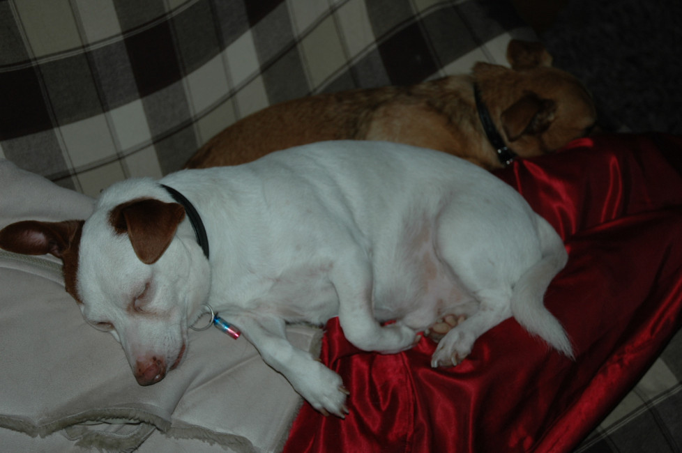 gordon 20101227 1060305614 gordon 20101227 1060305614