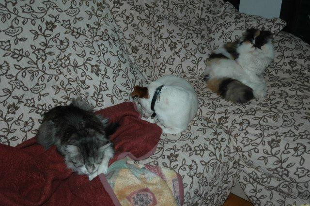 gordon 5 20111018 1491691872 gordon 5 20111018 1491691872