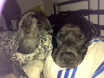 pepsi und winston 2 20131119 1950635485 pepsi und winston 2 20131119 1950635485
