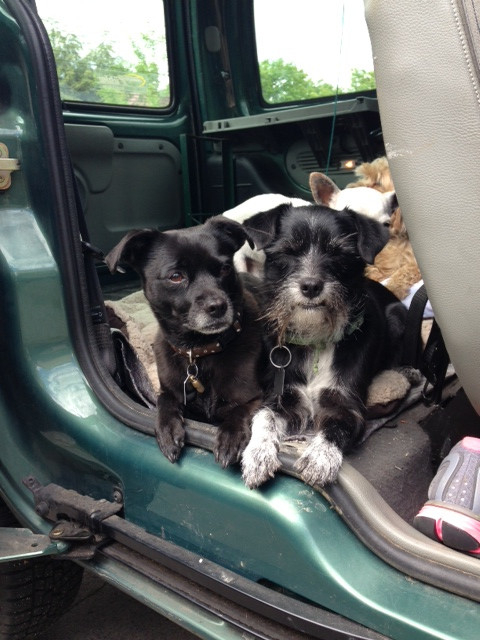 sammy und zara 4 20130830 1785271978 sammy und zara 4 20130830 1785271978